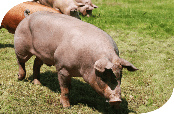 cerdo raza duroc en un prado verde